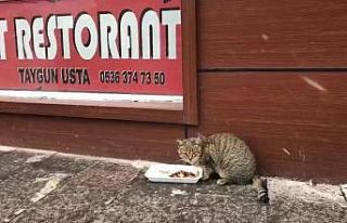 Sevimli kedi lokantanın kapısını açıp böyle...