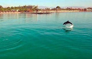 Sezonun bittiği Antalya’da sahiller yunuslara kaldı