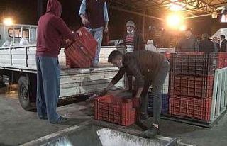 Sezonun ilk zeytin sıkımında fabrika önlerinde...