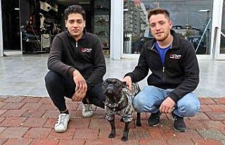 Şiddet karşıtı köpek, işyerindeki elemanları...