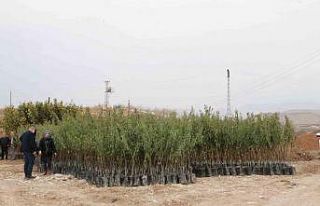 Siirt’te Goji Beryy meyvesi ile Trabzon hurması...