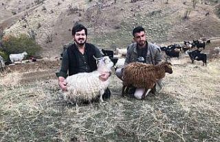 Siirt’te tiftik keçisi koruma altına alındı