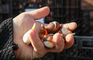 Sincan’da binlerce lale ve sümbül toprakla buluşuyor