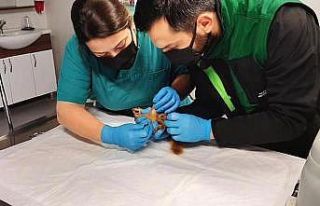 Sincap Alvin yeni yuvasında