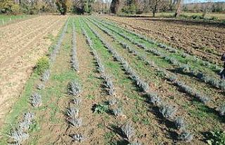 Sinop’ta ilk defa ekildi, verimi yüz güldürdü