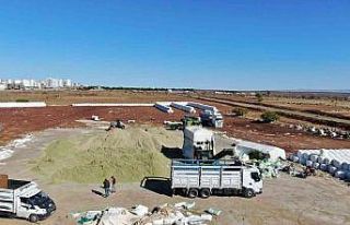 Siverek’te ikinci ürün mısırdan 500 bin ton...