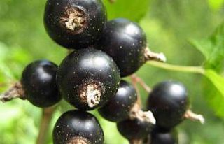 Siyah kuşburnu meyve özütünün, göğüs kanseri...