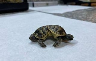 Siyam ikizi kaplumbağalar ’Pamuk’ ve ’Kale’...