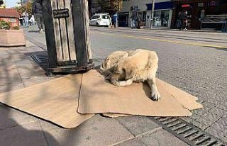 Sokak hayvanları soğuk havalarla mücadelesi başladı