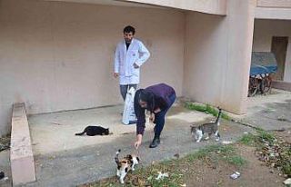 Sokak kedilerine sahip çıktı