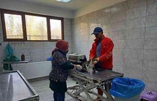 Son 3 ayda 429 sokak köpeği tedavi edildi