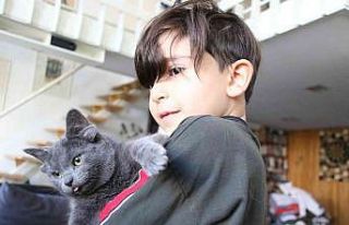 Sosyal medya fenomeni dört kulaklı kedi “Midas”ın...