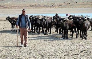 Suları çekilen baraj zemininde hayvanlarını otlatmak...