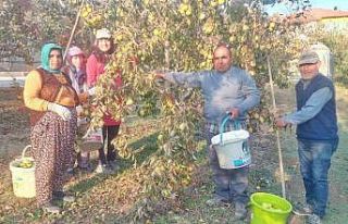 Sungurlu’da deveci armudu hasadı