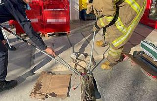 Süpermarkette yılan şoku