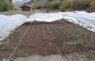 Tarım Mamak’ta filizlenir