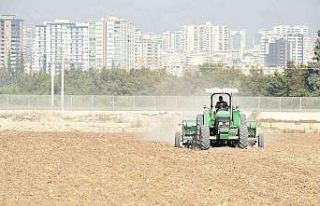 Tarsus Belediyesi, yerli buğday ekimine başladı