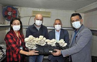 Tarsus’ta mantar yetiştiriciliği kursunu bitirenler...