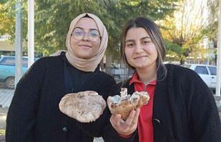 Tavşanlı’da mantar satışları başladı