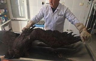 Tedavi edilen yaralı akbaba yeniden uçtu