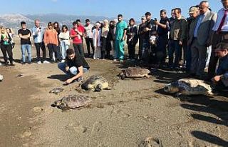 Tedavileri tamamlanan deniz kaplumbağaları denizle...