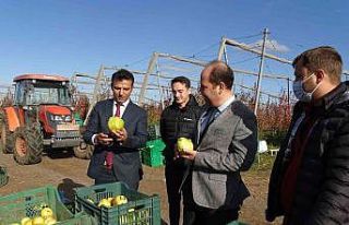 Tekirdağ’da armut hasadı