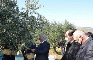 Tekirdağ’da zeytin hasadı