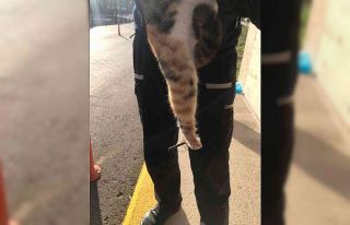 Tel örgülere patisi takılan kediyi itfaiye ekipleri...