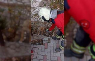 Tel örgüsüne başı sıkışan yavru köpeği itfaiye...