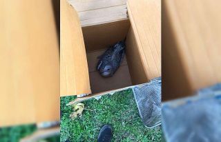 Tenis kortuna sıkışan martılar telef oldu