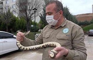 TikTok’tan paylaştığı piton yılanı başına...