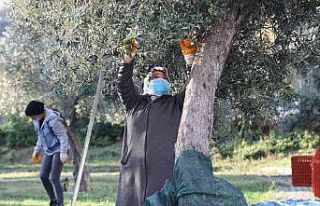 Topraktan halka zeytin hasadı başladı