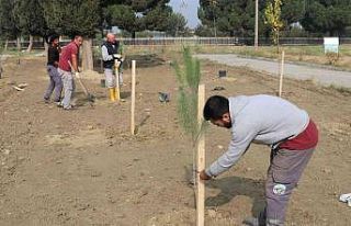 Turgutlu’da fidanlar toprakla buluşuyor