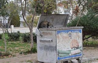 Turgutlu’da kedi vahşeti