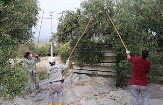 Turgutlu’nun parklarındaki zeytinler ihtiyaç sahiplerine...