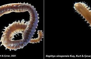 Türk bilim adamları 2 yeni deniz canlısı keşfetti:...