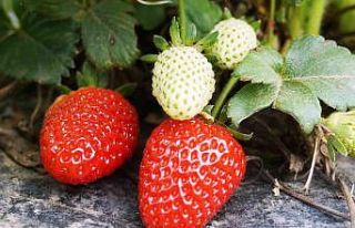 Türkiye’de 2020 yılında 179 bin 777 dekar alanda...