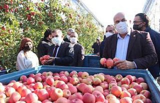 Türkiye’nin en büyük elma bahçesinde son hasat...