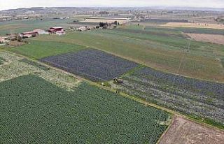 Türkiye’nin kışlık sebzesi Bafra’dan