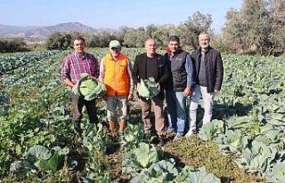 Türkiye’nin kışlık sebzesi Salihli Ovası’ndan
