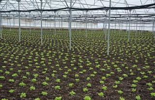 Türkiye’nin marulu 19 Mayıs’tan