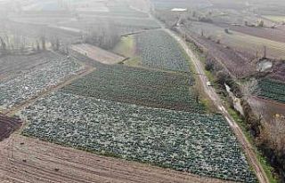 Turşuların başrol oyuncusu lahananın hasadına...