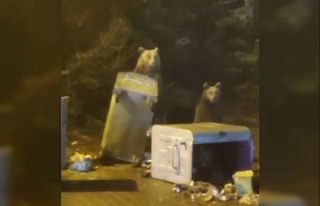 Uludağ’da aç kalan ayı ailesi yerleşime indi...