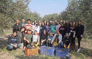 Üniversitelilerden gönüllü zeytin hasadı