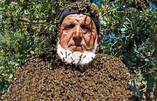 Üzerine 50 bin arı konuyor, maskesiz çalışıyor
