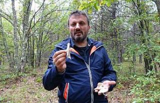 Uzmanından uyarı: Yanlış bilgiler mantar zehirlenmesine...