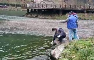 Uzungöl’deki balık ölümleri ve balıklardaki...