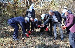 Vali ve protokol üyelerinden kestane hasadı