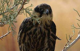 Van Gölü Havzası’ndaki yaban hayvanları doğaya...