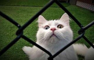 Van kedileri kışa hazır